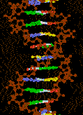 negatief zijn van de oorspronkelijke dubbele helix. Fig. 6. Schematische voorstelling van de dubbel helix structuur van DNA.