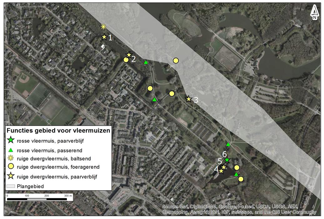 Afbeelding 6.4. Waarnemingen van ruige dwergvleermuis en rosse vleermuis is het Lage Bergse Bos (Adviesbureau ECO-Logisch, 2014) Alle paarverblijfplaatsen liggen (net) buiten het plangebied.