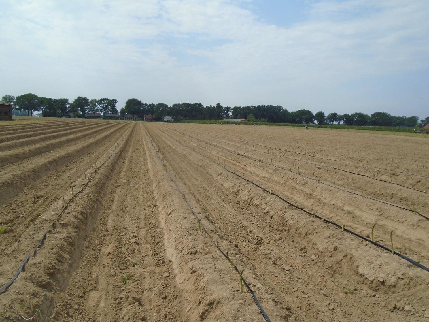 Leo Henkens Irrigatie in asperge in 215 (proefveld te Leo Henkens, Kinrooi) Janssens Pieter1, Liesbeth Wachters2, Joris De Nies2, Jan Bries1 1 Bodemkundige Dienst van België vzw, Willem de Croylaan