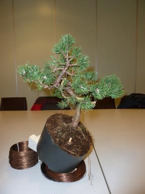 Simultaandemo Op de Bonsai Vereniging Rijnmond was er een sessie simultaan bonsai ingepland. Er is mij gevraagd om deel te nemen als een van de drie deelnemers met een boompje.