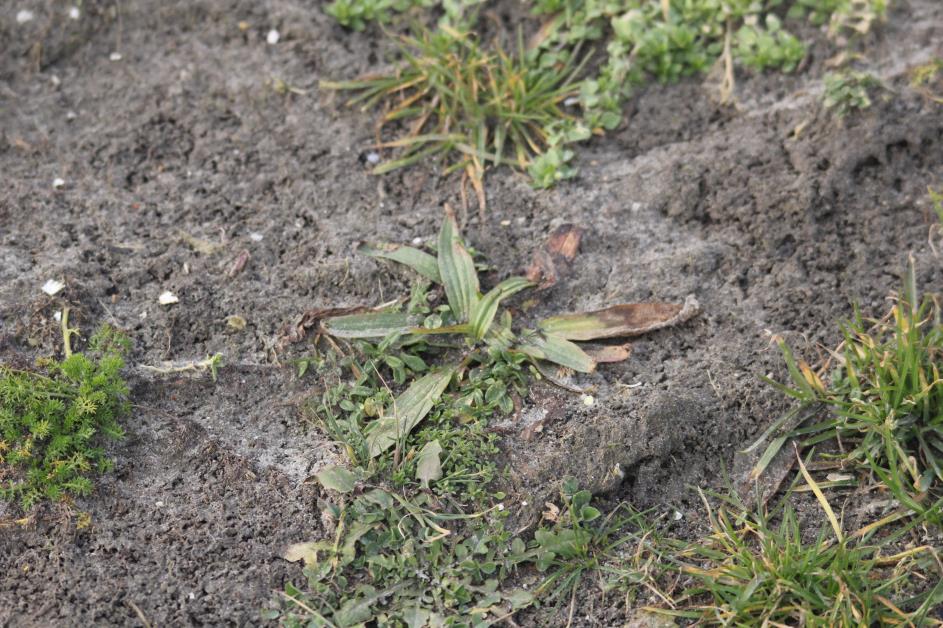 *EFFECTEN Vogels Indien werkzaamheden tijdens het broedseizoen worden uitgevoerd, kunnen nesten van broedvogels worden verstoord.