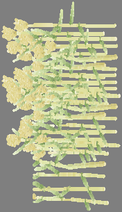 amoeben en radardiertjes (<30µm) 95-99% van de capaciteit Platwormen Radardiertjes Amoeben