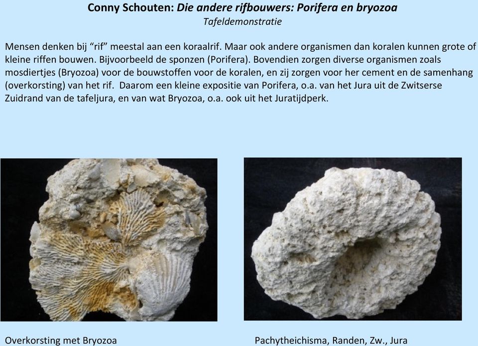 Bovendien zorgen diverse organismen zoals mosdiertjes (Bryozoa) voor de bouwstoffen voor de koralen, en zij zorgen voor her cement en de samenhang