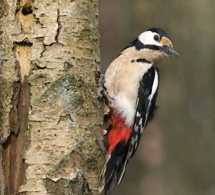 Sovon Vogelonderzoek Nederland