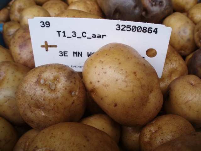 worden gestort, per ras tien kisten aardappels opgevangen. Van het ras Innovator zijn 20 kisten opgevangen vanwege de grotere maatsortering (zie foto s 5-8).