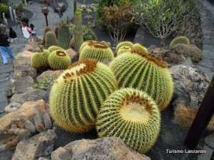 5.4. Jardin de Cactus Posted on May 22, 2013by bloglanzarote Perfectly adapted to the most desperate natural habitat, cacti lead an uninhibited morphological existence, if it can be express that way