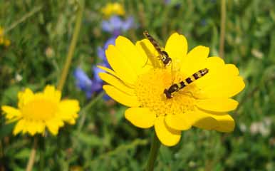 FAB maatregelen op het eigen bedrijf Veel natuurlijke vijanden hebben behoefte aan nectar en stuifmeel om zich voort te kunnen planten.