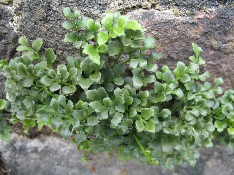 Muurvaren (Asplenium ruta-muraria) Tongvaren (Asplenium scolopendrium) Eigenlijk is het recente vinden van relatief veel nieuwe groeiplaatsen van Tongvaren de aanleiding geweest om te denken over een