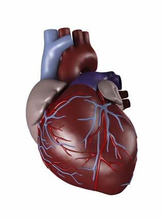 HEART-BEATING VERSUS NON-HEART- BEATING DONATIE Op IC-afdeling met ernstige hersenbeschadiging Heart-Beating: Geen hersenfunctie meer (volledig hersendood) Ademhaling is overgenomen door een