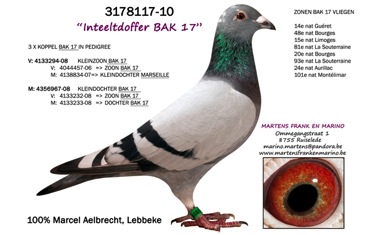 Some of F&M Martens Direct Marcel Aelbrecht stock Frank & Marino will be offering 7 birds bred from direct Marcel Aelbrecht stock.