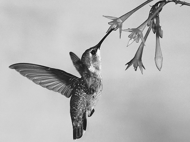 Opgave 3 Kolibrie De kolibrie is een klein vogeltje dat figuur 4 door de snelle vleugelslag stil kan blijven hangen in de lucht. Zie figuur 4.