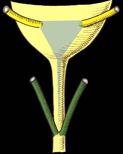 De blaas ontwikkelt uit de cloaca. Hiervoor moet de cloaca zich eerst splitsen in de sinus urogenitalis en het anorectale kanaal.