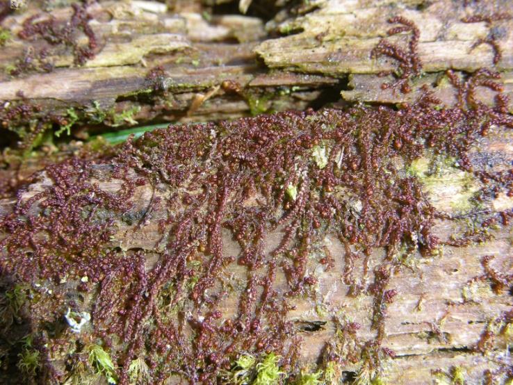 staan in de buurt. Verdere enkele planten Struikhei. Gerimpeld gaffeltandmos gaat sterk achteruit en staat op de Rode Lijst mossen kwetsbaar.