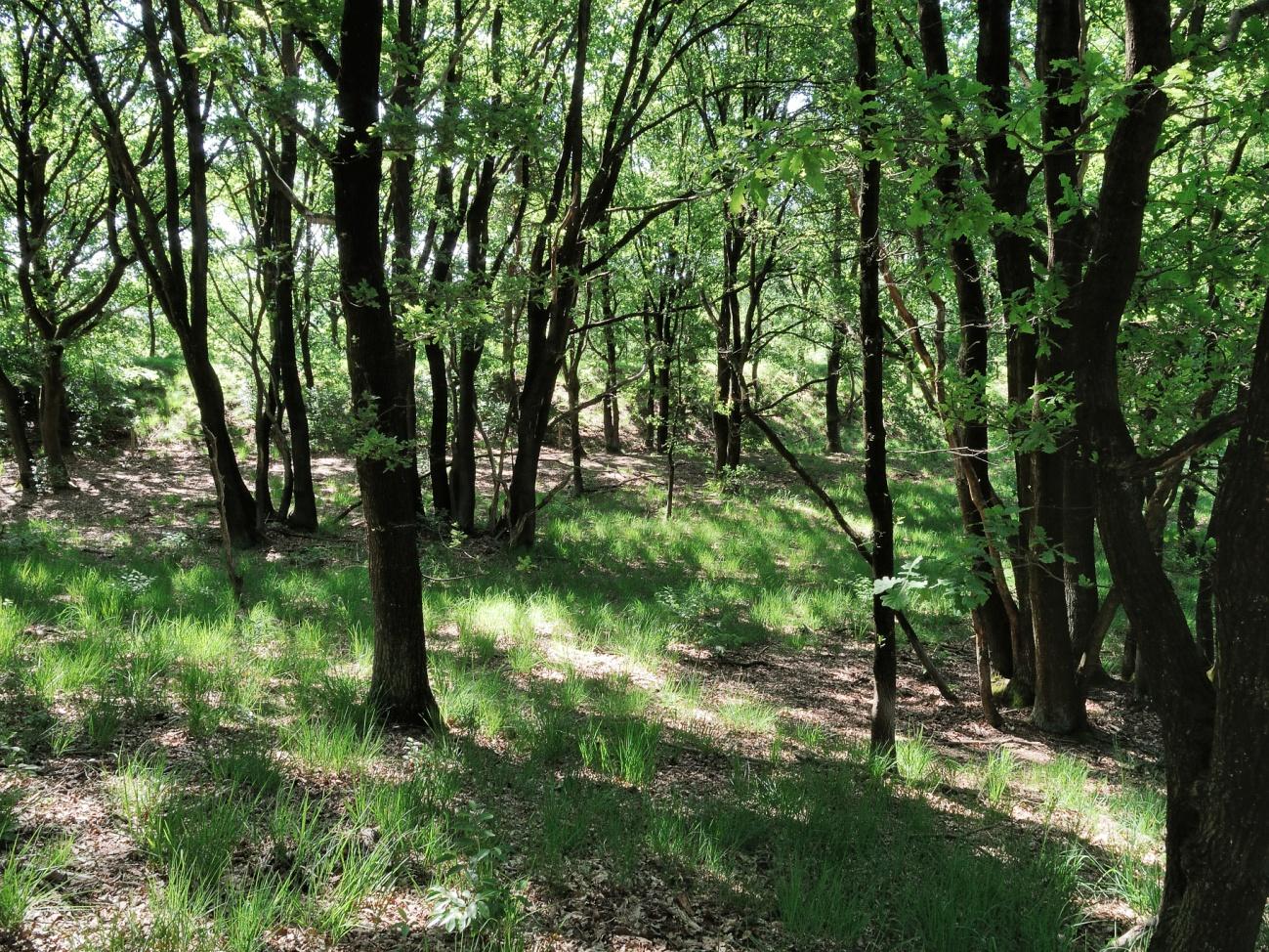 Bosreservaat op Herkenbosscherheide Anders dan de naam doet vermoeden, bestaat de Herkenbosscherheide voor een groot deel uit bos, weliswaar aan alle kanten door heide begrensd.