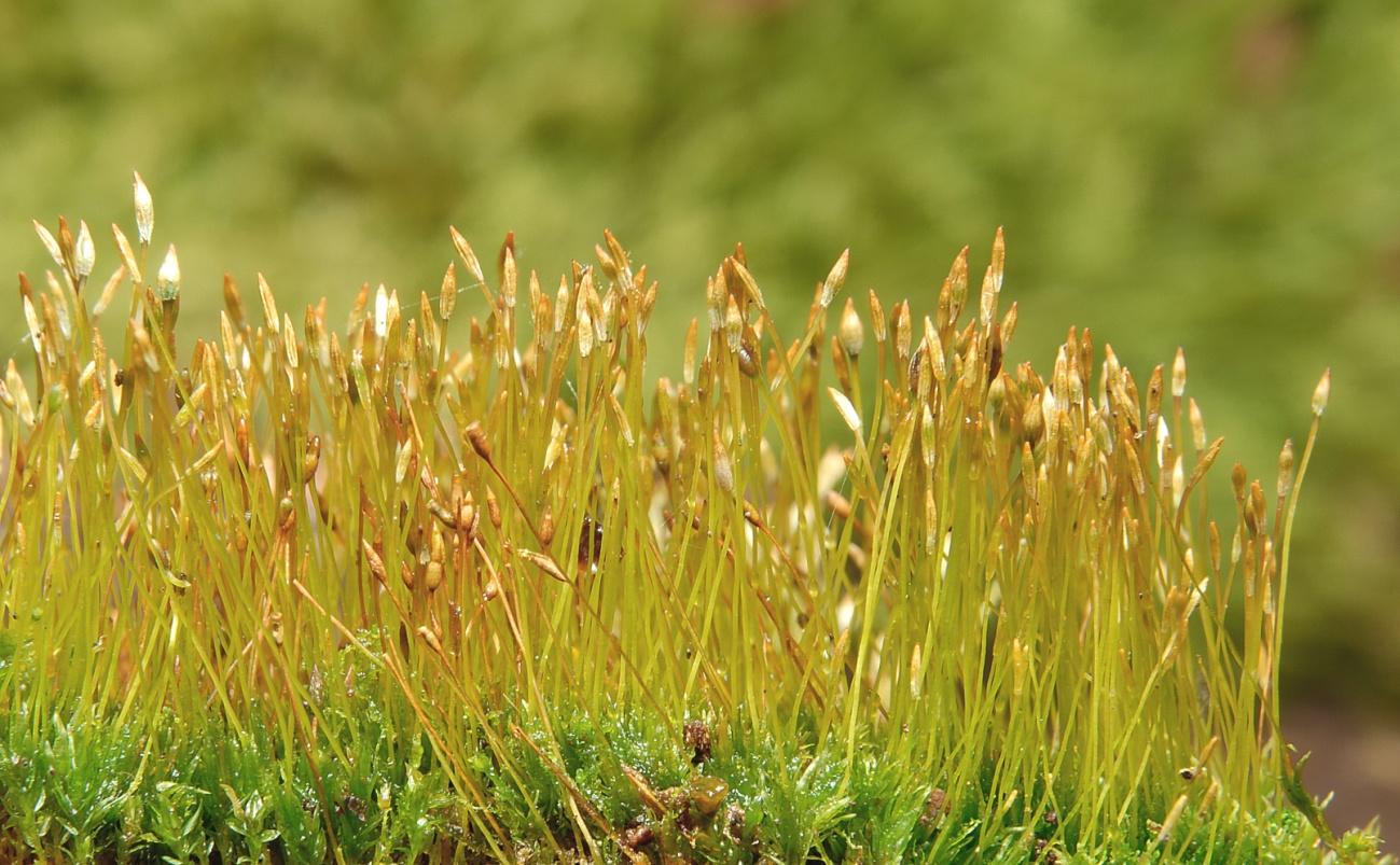 In een geaccidenteerd terrein is te zien dat de mossen in de laagtes kennelijk profiteren van de luwte en de waarschijnlijk hogere luchtvochtigheid. Juist op deze plaatsen groeien ze het weelderigst.