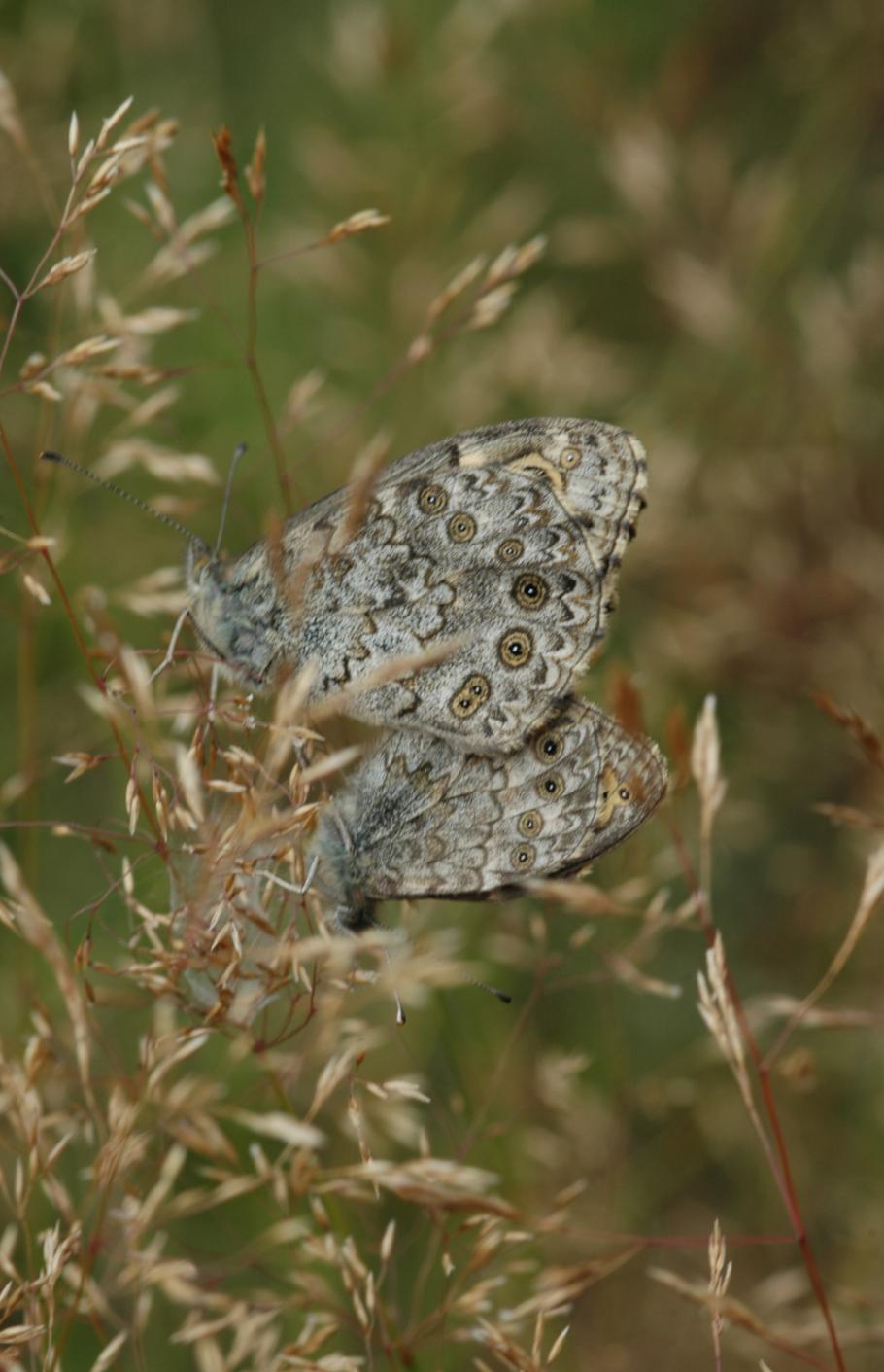 Woensdag 25 september 2013 houden we een Mistery butterfly-avond en er kunnen digitale vlinder- en libellenfoto s ter determinatie worden aangeboden.