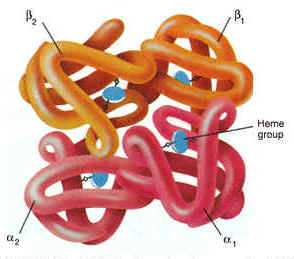 Hemoglobinopathie Afwijking in hemoglobine-keten: Hb-S(Sikkelcel) is bekendste Afwezigheid van 1 of meerdere