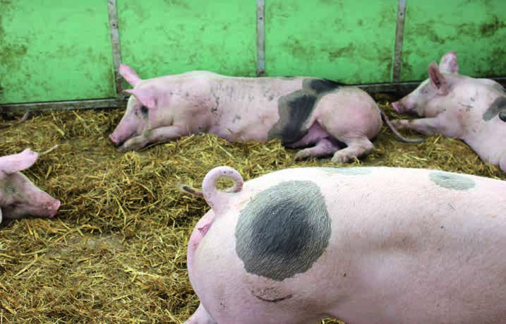 DOSSIER DOSSIER INTACTE STAARTEN, DE ZWEEDSE AANPAK De Zweedse varkenssector heeft troeven die hem in staat stellen varkens te houden zonder staarten te couperen.