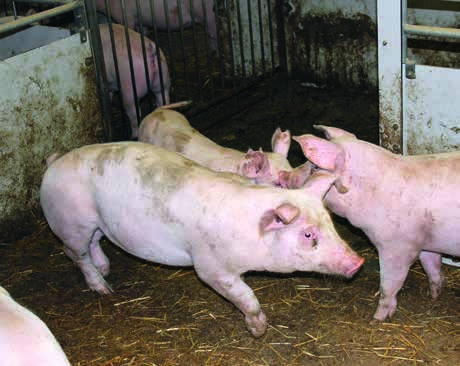 DOSSIER Staartbijten en welzijn bij varkens All in-all out wordt zeer strikt toegepast, zelfs het splitsen van groepen wordt vermeden.
