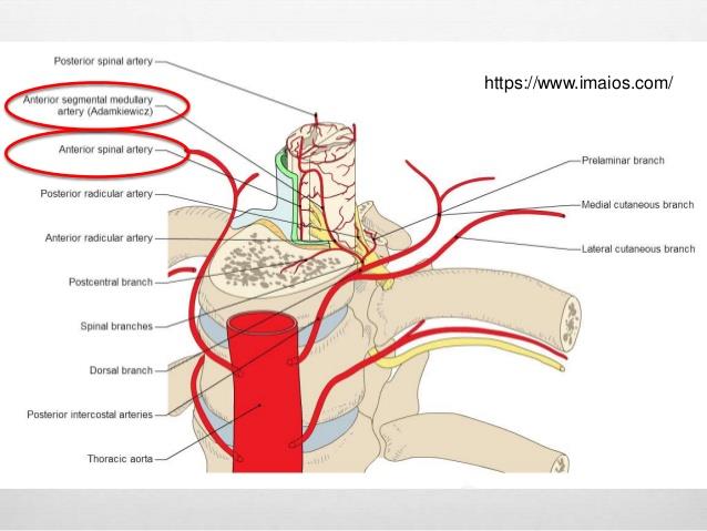 bijwerkingen en complicaties - Voorbijgaand: lokale pijn, diarrhee, orthostatische hypotensie -