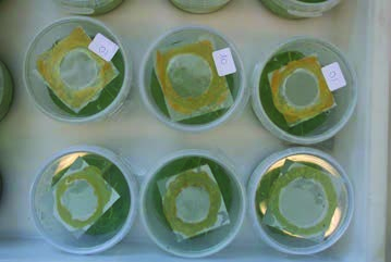 4 Test van roofmijten op het laboratorium Voorgesteld werd een laboratoriumproef uit te voeren als eerste aanzet voor de bestrijding van Panonychus-soorten in de sierteelt met de twee nieuwe