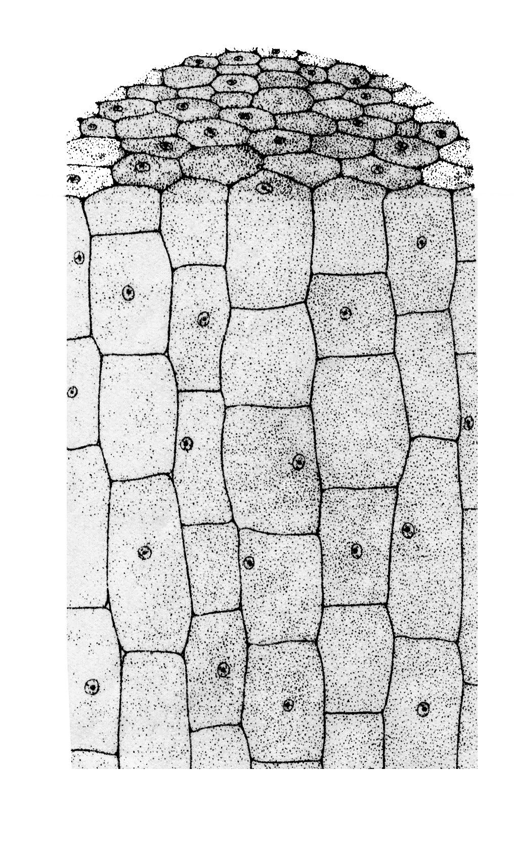Fig. 1. Worteltop met meristeem waarvan de cellen zich voortdurend delen en de wortel langer maken. 89 Fig. 2.