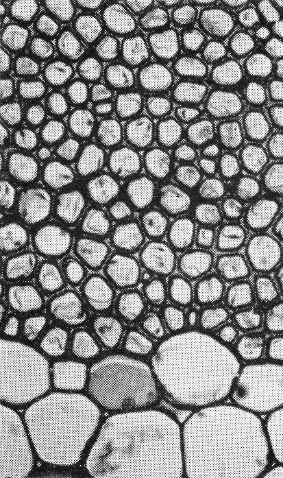Sclerenchymvezels Links: driedimensionale voorstelling van een streng sclerenchymvezels, Rechtsboven: fragment van een dwarse