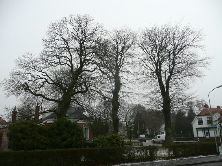 3. DOELSTELLING ONDERZOEK De doelstellingen van het onderzoek luiden: De kwaliteit van de boombeplanting in beeld krijgen.