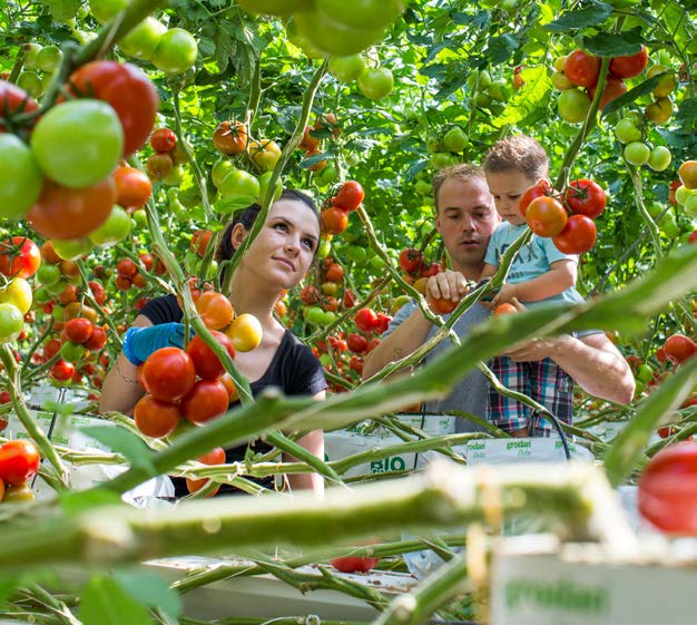 FINANCIERING EURO UITGAVENBEGROTING EURO Promotiefonds groenten en fruit - inkomsten 2017 1.204.100 Vrijwillige bijdragen (Flandria) 965.000 Cofinanciering EU - lopend programma 200.