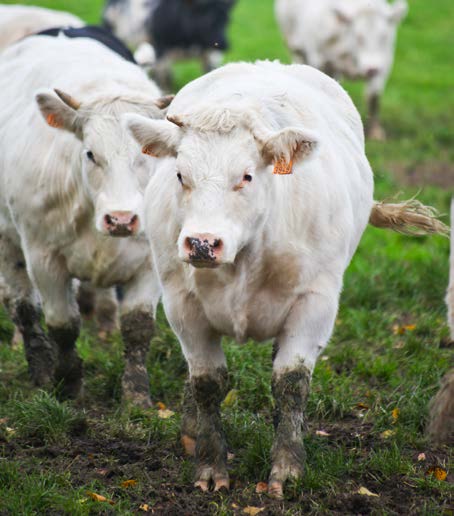 Rundvlees BELBEEF. GEGARANDEERD GOED GESOIGNEERD Belbeef staat voor rundvlees van Belgische herkomst, met respect voor dier & welzijn en een gecontroleerde kwaliteit.
