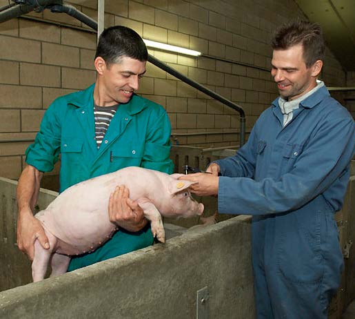 FINANCIERING EURO UITGAVENBEGROTING EURO Bijdrage sector runderen 200.000 Bijdrage sector varkens 1.379.060 Extra bijdrage sector varkens voor EU-programma 379.