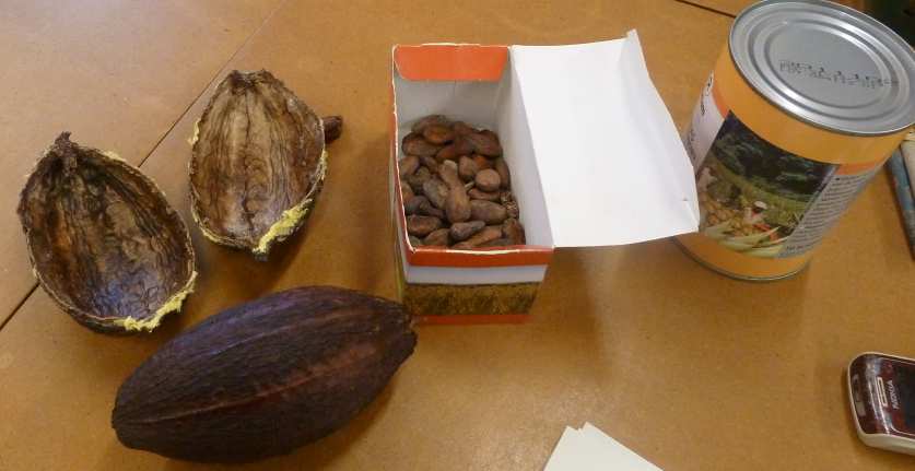 KLAS G NAAR DE WERELDWINKEL In klas G leren we over chocolade. We leerden de ingrediënten kennen die nodig zijn om chocolade te maken : vooral cacaobonen en (riet)- suiker.