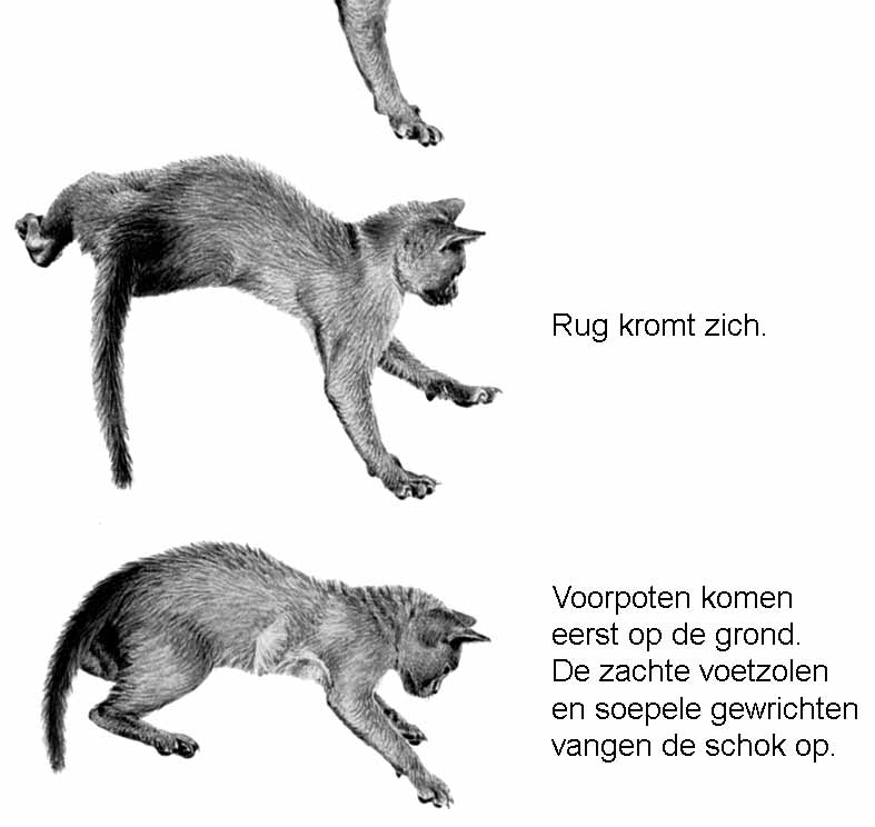 De omkeerreflex Katten die van grote hoogte vallen, kunnen op hun pootjes terechtkomen door de omkeerreflex (zie de afbeelding). Het evenwichtsorgaan speelt bij deze reflex een belangrijke rol.