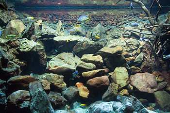Maart 2013 Wikipedia Een aquarium (meervoud aquariums of aquaria) is een bak met water waarin onderwaterflora en -fauna gehouden wordt met de bedoeling vissen, lagere dieren en/of planten te