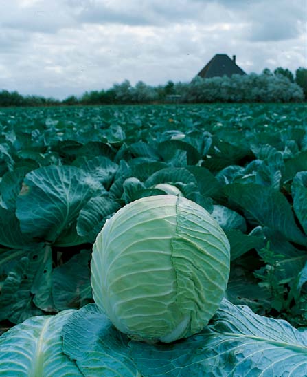 16 Sluitkool Benelux 2013 Socrates Staat stevig op de poot NIEUW Geschikt voor de machinale oogst Hoge opbrengst Sterk tegen weersinvloeden zoals vorst Kort bewaarbaar Hoge opbrengst Weinig slijtage