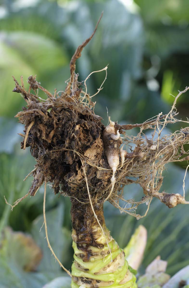 Sluitkool Benelux 2013 5 Bij ons bent u verzekerd van: Een ruim assortiment, van vroege tot late rassen Nieuwe productvormen Lange houdbaarheid op het veld Hoge resistentie tegen ongedierte en