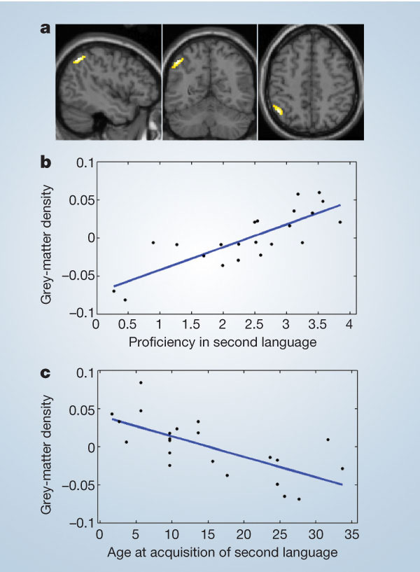 Structurele verschillen -verhoogde dichtheid van grijze massa in E-I tweetaligen in L inferieur parietale cortex (Mechelli et al.