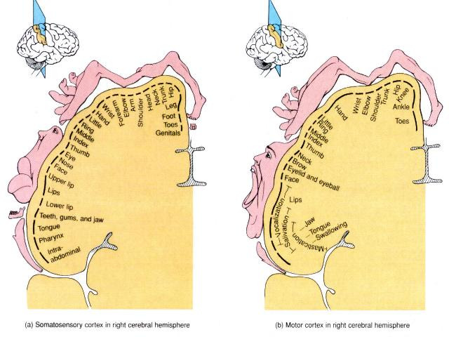 Cortical mapping -geen input meer gebruik voor andere