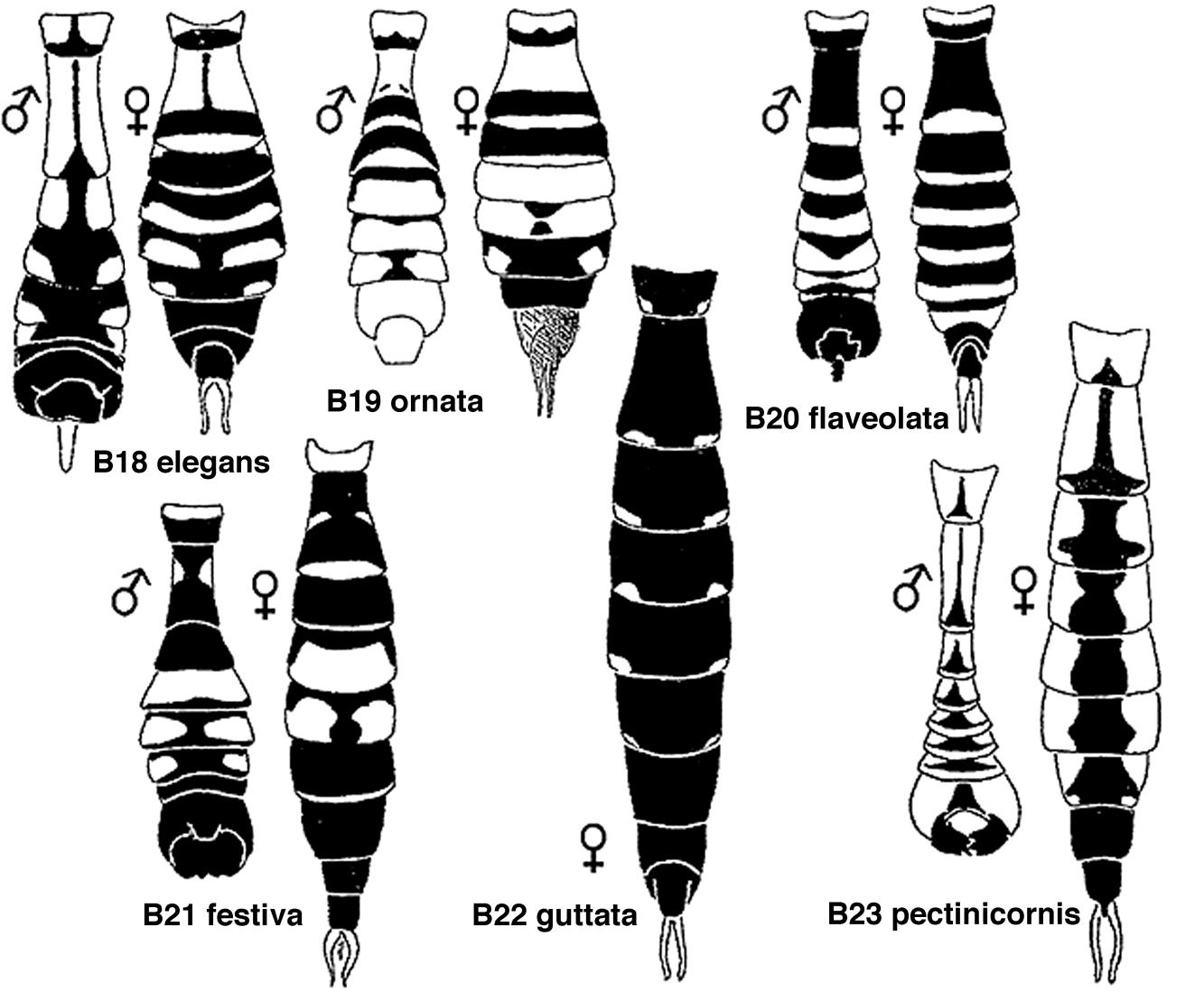 3.a. Antenneleden 4-12 van het mannetje elk met 3 aanhangsels (fig. B2).