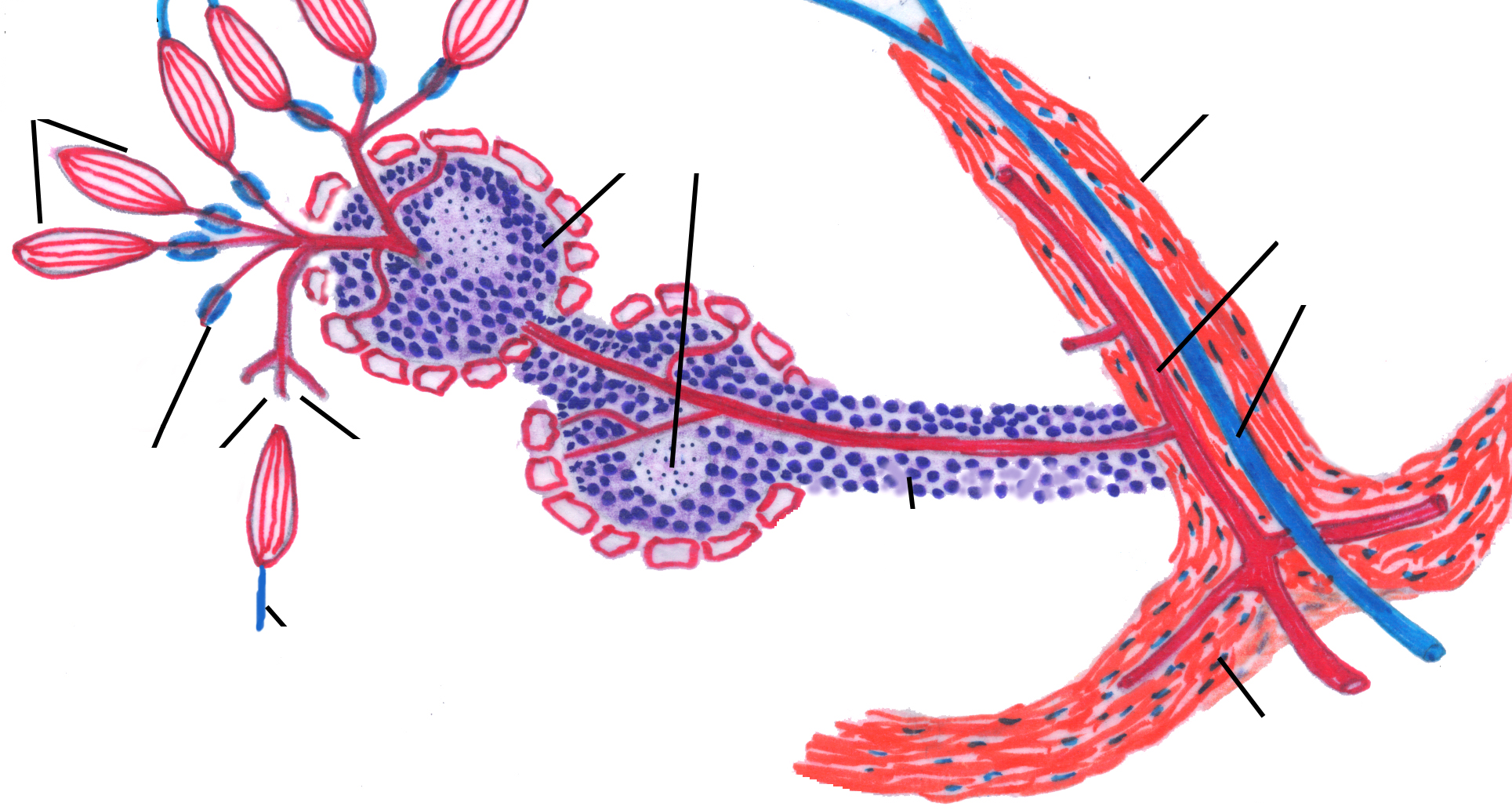 MILT Sinussen: gesloten circulatie Trabekel Lymfocyten Centrale arterie