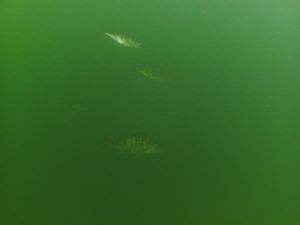 Wat beïnvloedt het zicht onder water (4) Voorbeeld van slecht zicht onder water veroorzaakt door een hoge concentratie aan algen.