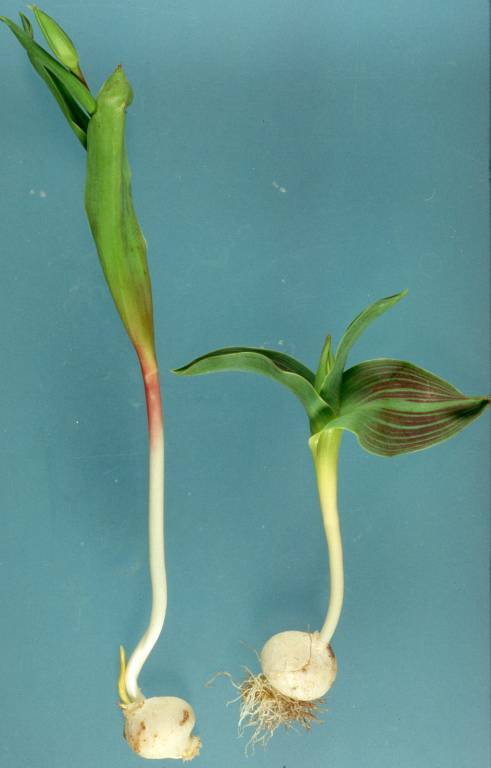 3 Resultaten Visuele waarnemingen te velde: Begin maart 2008 zijn de bovengrondse gewasdelen van de tulpen visueel beoordeeld.