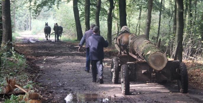 - 10-23. Excursies bosbeheer De Houtdag wordt georganiseerd op de terreinen van landgoed De Boom.