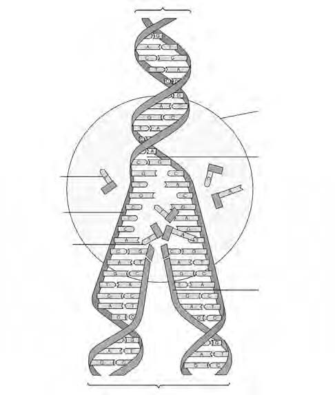 Die proses van DNS-replikasie n DNS-molekule DNS-polimerase vry DNS-nukleotied 3. Elke enkeldraad DNS tree as n sjabloon op. 4.