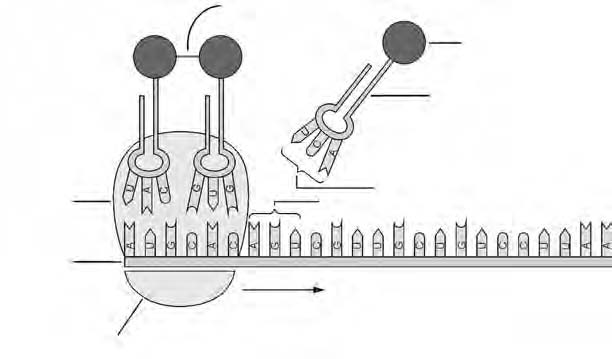 Lewe op molekulêre, sellulêre en weefselvlak peptiedbinding: n binding wat twee aminosure verbind poliribosoom: n groep ribosome wat gedurende die translasiestadium van proteïensintese met n enkele