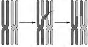 Die proses van meiose Meiose vind as twee verskillende kerndelings plaas.