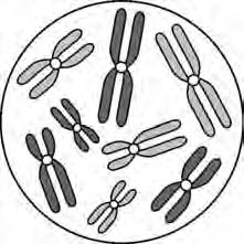 Aktiwiteit 2.5 Leertaak 1. Noem die stadium van meiose waartydens elk van die volgende gebeurtenisse plaasvind: a) Chromosome in elke bivalent skei en beweeg na teenoorgestelde pole.