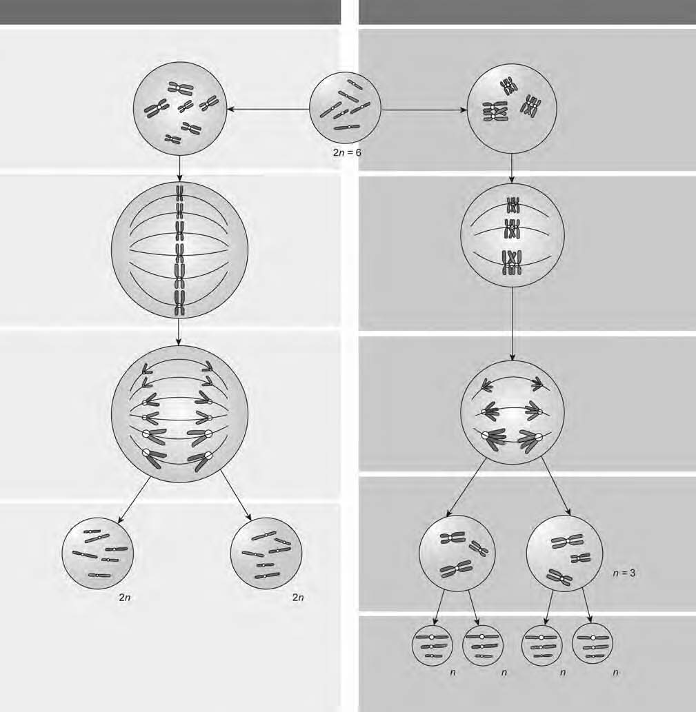 Eenheid 3 Vergelyking van mitose met meiose Lewe op molekulêre, sellulêre en weefselvlak Ooreenkomste en verskille tussen mitose en meiose Mitose en meiose is verskillende soorte kerndeling wat in
