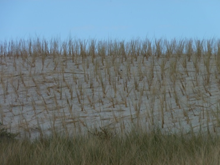 Figuur 9. Helmaanplant op Ameland (Foto: Alma de Groot). Voorbeeldprojecten Er is ruime ervaring met het sturen van duinen en duinvegetatie (zie hiervoor).