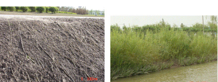 China: gebruik van wilgen in het vastleggen van rivieroevers Een studie van Li et al. (2006) heeft het gebruik wilgen voor stabilisatie van rivieroevers onderzocht in Airport Town in China.